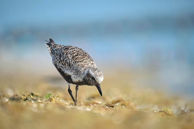 BlackBellied Plover 야생 바다 새는 여름에 해변에서 음식을 찾고 있습니다.