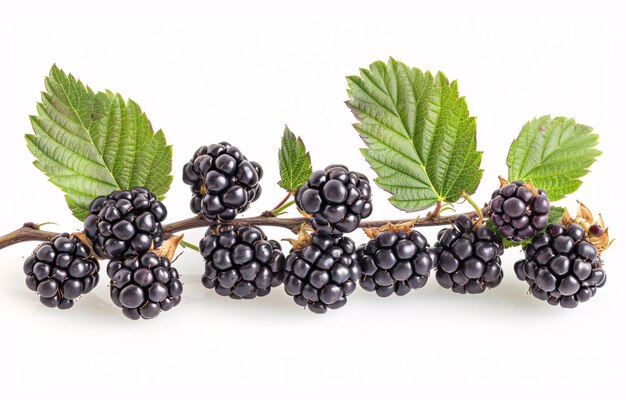 a blackberries on a branch