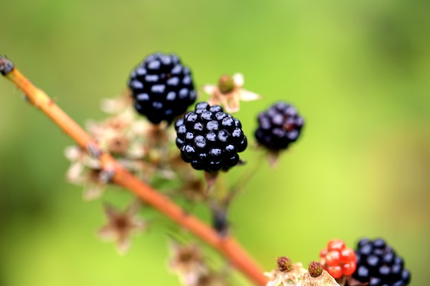 Blackberries on a bush in the garden