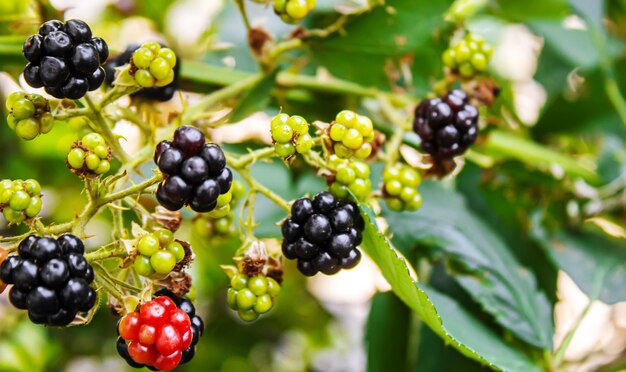 ブラックベリーは庭で育ちます。茂みの上の熟したおよび熟していないブラックベリー。