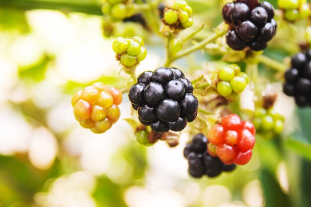 Blackberries grow in the garden. Ripe and unripe blackberries on a bush.