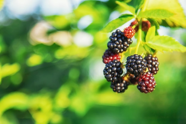 Blackberries grow in the garden. Selective focus.