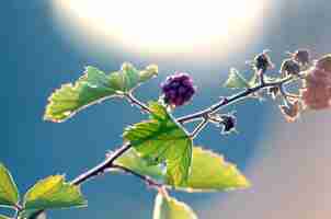 Photo blackberries growing on bush