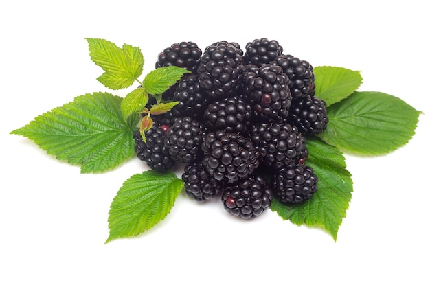 Blackberries with leaves isolated on white background