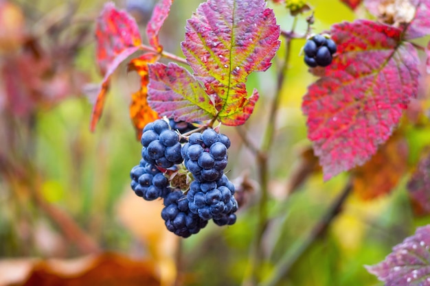 Blackberry berries in the autumn forest among bright red leaves 