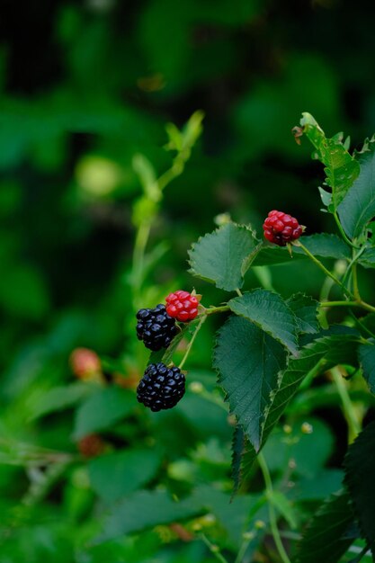 Photo blackberry berries delicious and healthy food