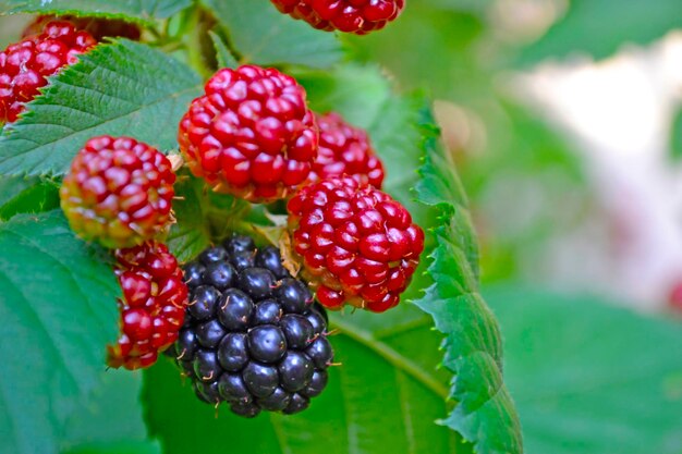 Blackberry berries