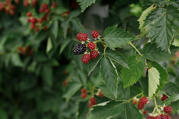 Blackberry-bessen op green