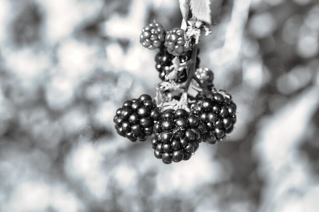 Foto blackberry in bianco e nero sul cespuglio con bokeh sfondo sfocato ricco di vitamine