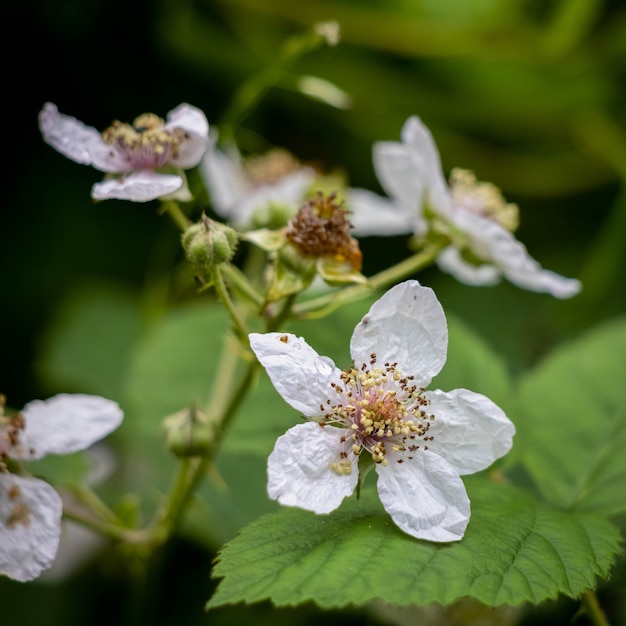 Blackberry briar flowering in summertime