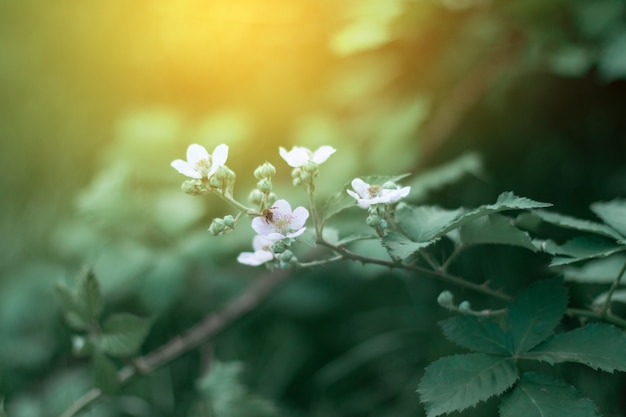 Blackberry bush blooming in the garden