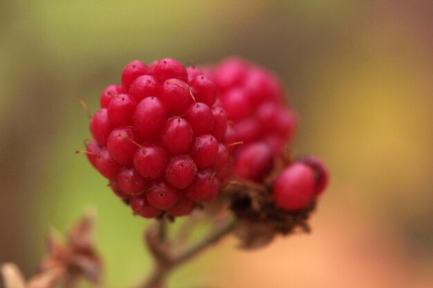 Blackberry on the bush in the garden