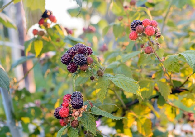 Blackberry bush on sunset