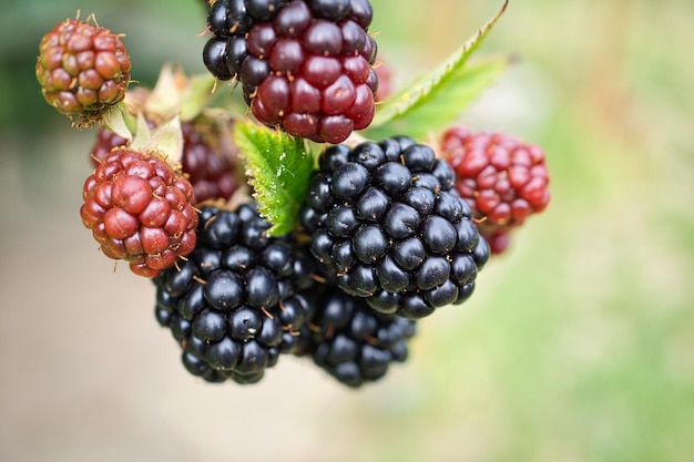 Blackberry on bush with bokeh Blurred background Vitamin rich fruit from garden