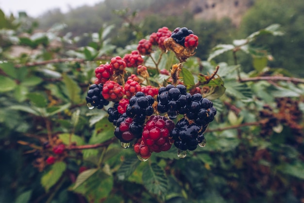Blackberry bush with drops of rainwater close up Ripe and unripe blackberries on the bush with selective focus Bunch of berries stock photography