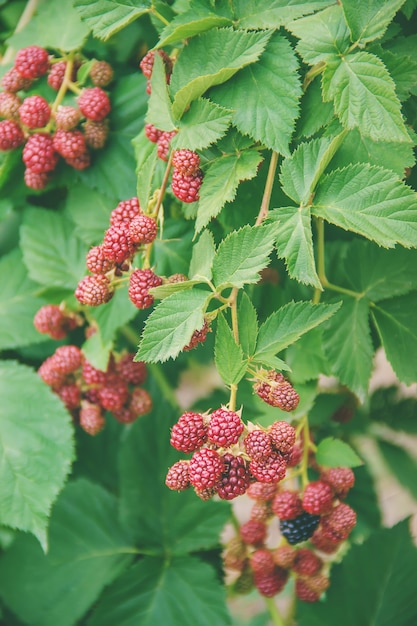 Blackberry bushes growing in the garden. Selective focus.