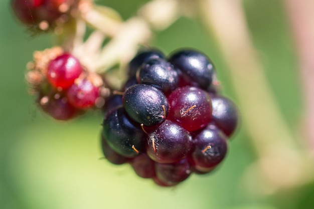 A blackberry close-up