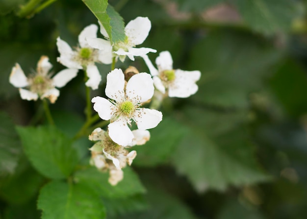 Foto fiore di mora boccioli di fiori e bacche acerbe 9