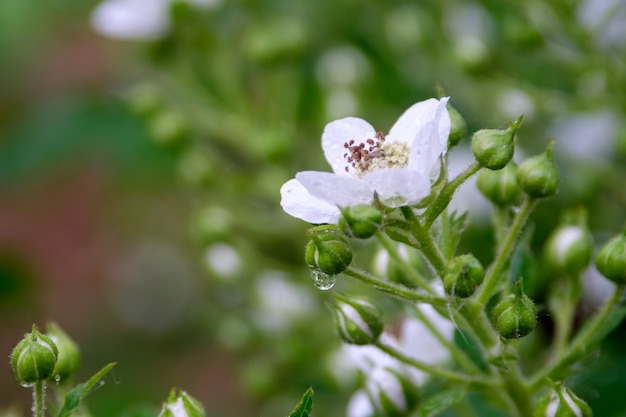 ブラックベリーの花