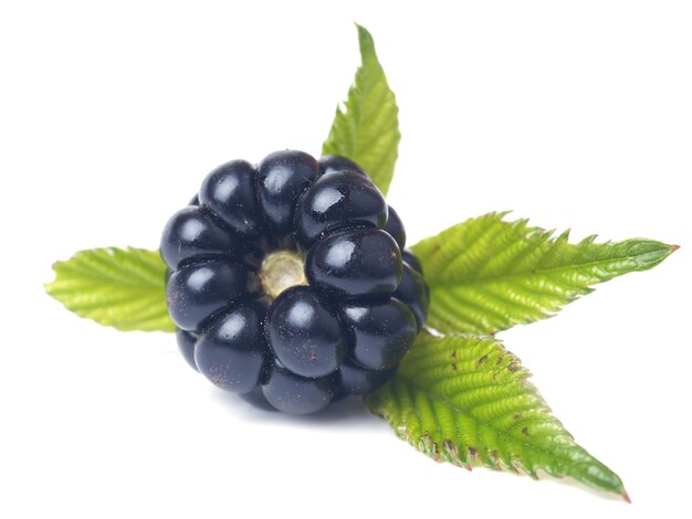 Blackberry fruit