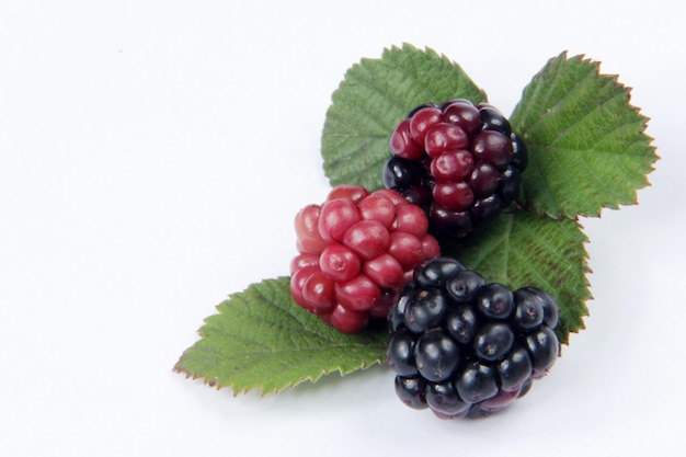 Blackberry Fruit