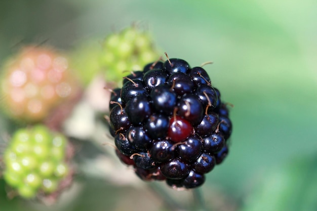 Blackberry fruit