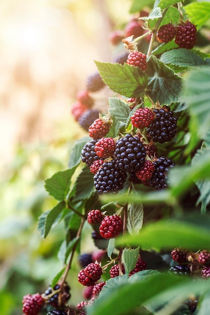 Blackberry Fruits on Bush in Blackberries Farm of Garden. Oogst of pluk zwarte bessen. Rijpen