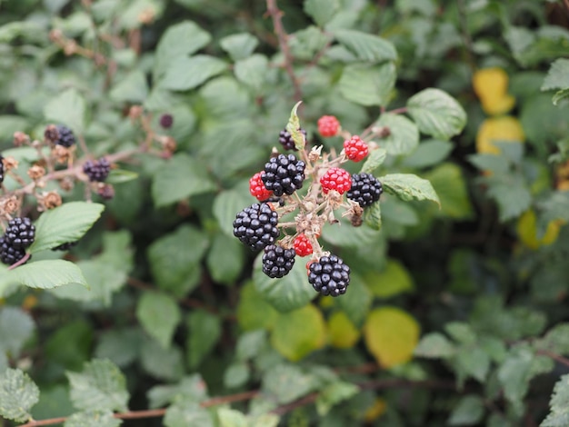 Photo blackberry fruits