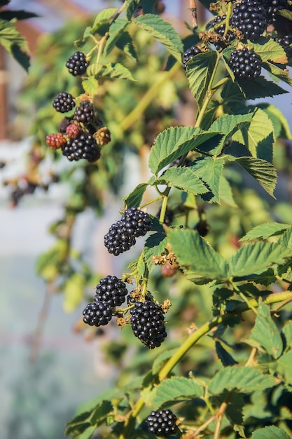 Blackberry grows in the home garden. Selective focus.