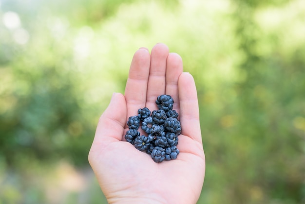 BlackBerry on of hands, female hands. a handful of berries close-up