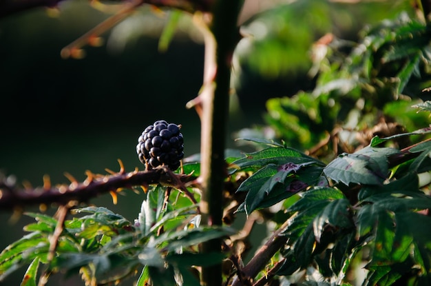 Foto blackberry in de zon