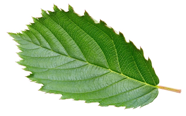 blackberry leaves isolated on white