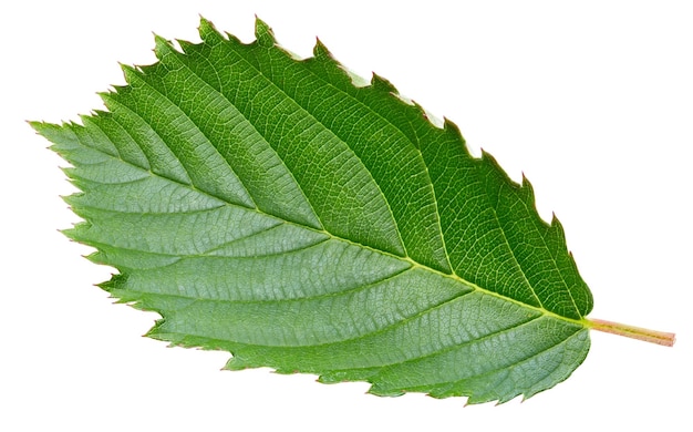 Blackberry leaves isolated on white