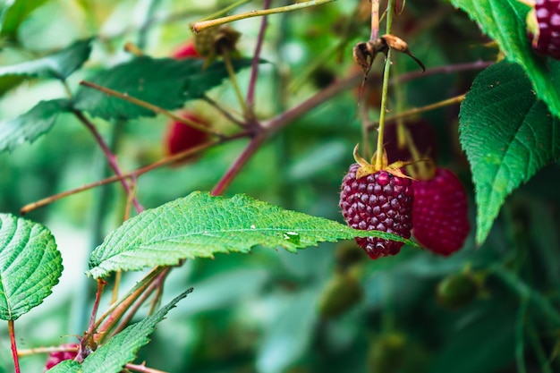 Blackberry plant