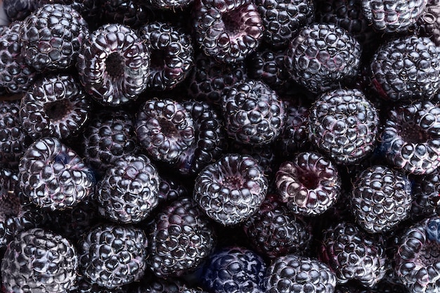 Blackberry. Verse biologische bessen. Achtergrond van verse bramen