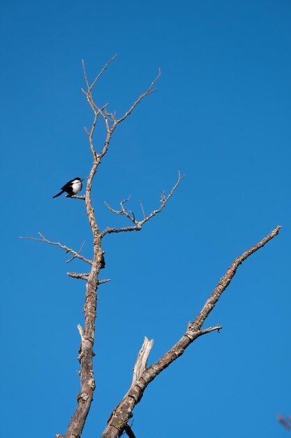 A blackbilled magpie perched take care of its plumage in the branches of a dry tree