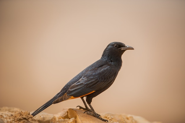 Blackbird against the backdrop of the Israeli desert.