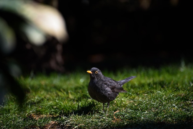 Blackbird looking for earthworms in the grass