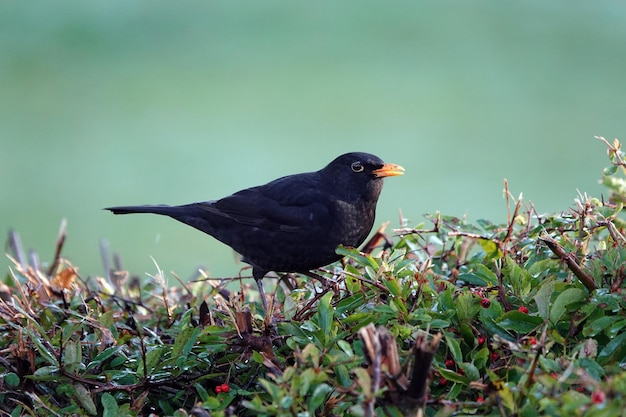 写真 植物 に 座っ て いる 黒鳥