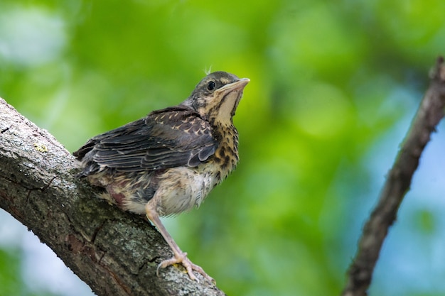 Blackbird rowan on a branch