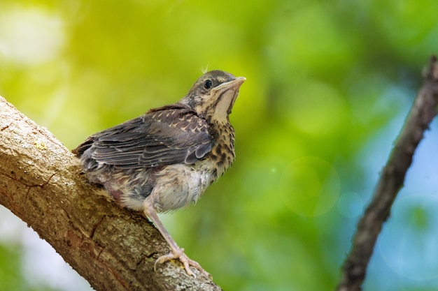 Blackbird rowan on a branch