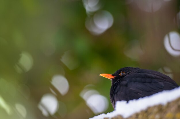 A blackbird sits in the snow against a green coniferous tree.