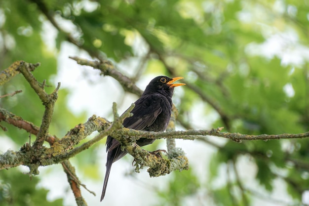 Blackbird sitting in tree and singing leaves around it west lothian scotland