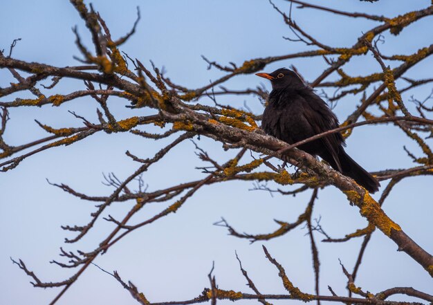 Photo blackbird on a tree