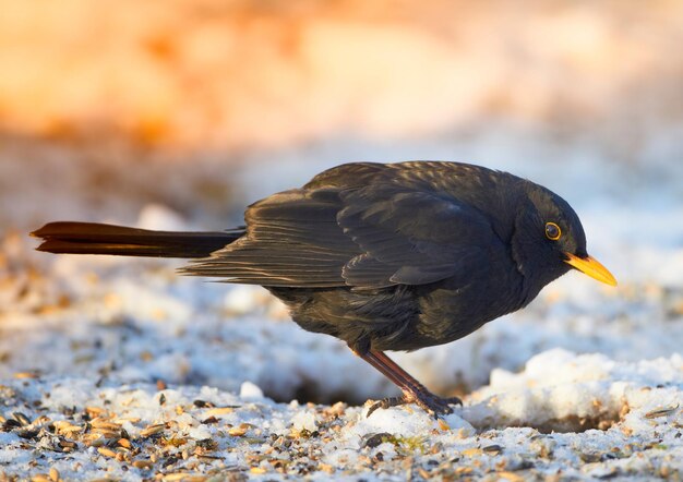 Blackbird in wintertime at sunset. Blackbird in wintertime and sunshine.