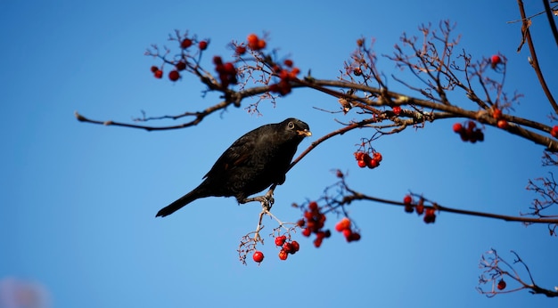 Blackbirds feasting on winter berries