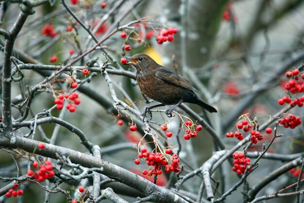 Blackbirds feasting on winter berries