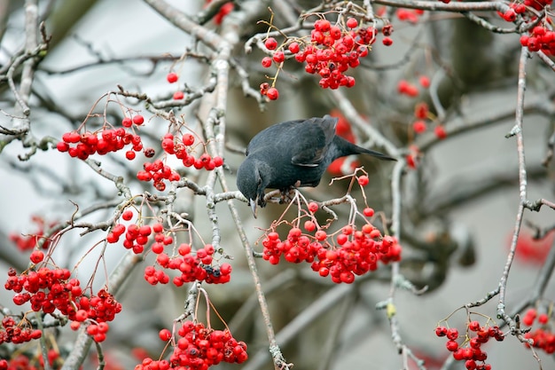 Blackbirds feasting on winter berries