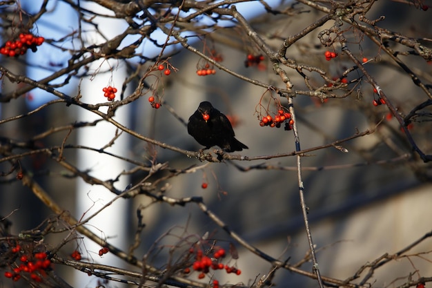 Черные дрозды лакомятся зимними ягодами рябины