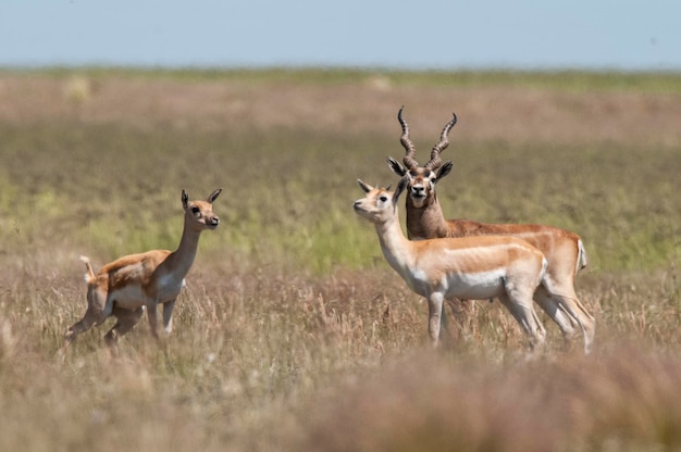 Blackbuck Antelope in Pampas plain environment La Pampa province Argentina